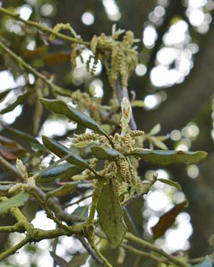 Quercus ilex catkins