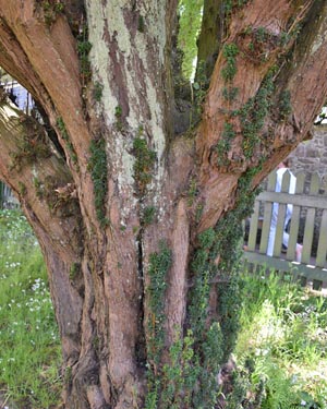 Taxus baccata