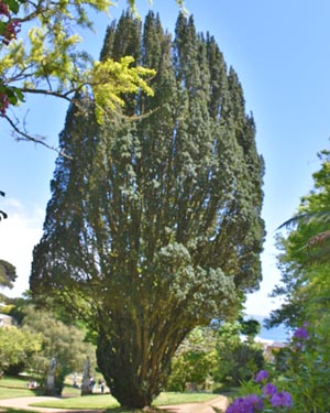 Yew