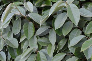 Eleagnus hedge