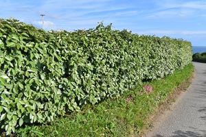 Eleagnus hedge
