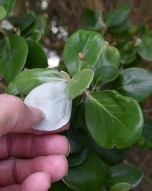 Coprosma repens