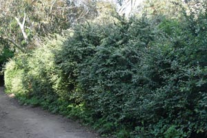Cotoneaster hedge