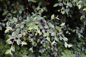 Cotoneaster simonsii