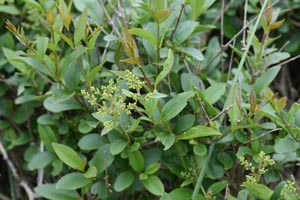 Wild privet