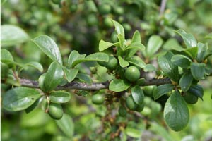 Prunus spinosa