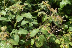 Bramble