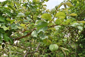Wych elm