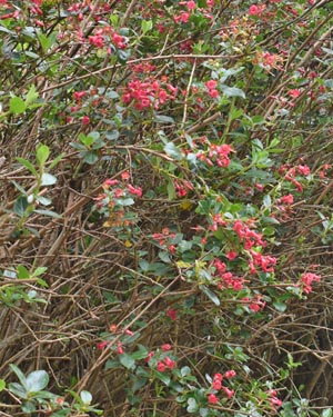 Escallonia
