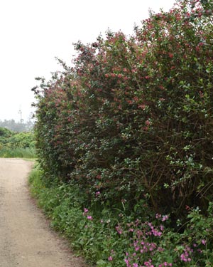 Escallonia