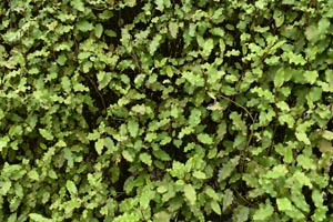 London plane bark