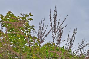 Tamarisk