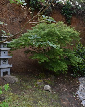 Acer palmatum dissectum