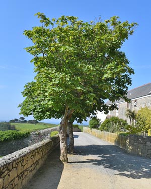Acer pseudoplatanus