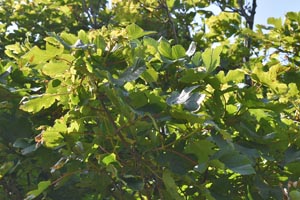 Acer pseudoplatanus
