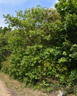 Alnus cordata
