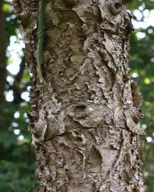 Araucaria heterophylla