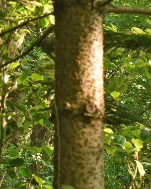 Araucaria heterophylla