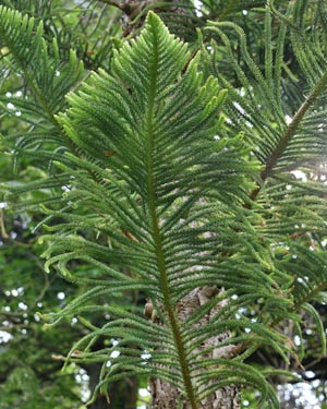 Araucaria Heterophylla