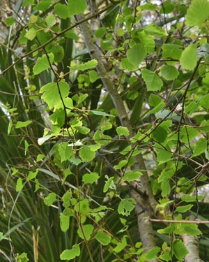 Silver birch
