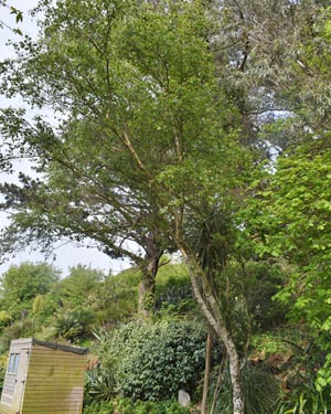 Betula pendula