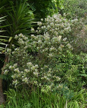 Bottle brush