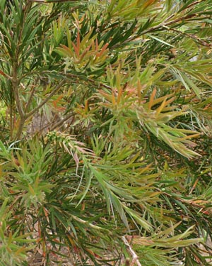 Bottle brush