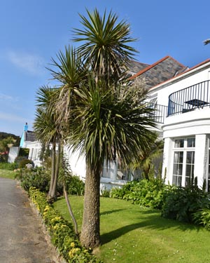 Cordyline