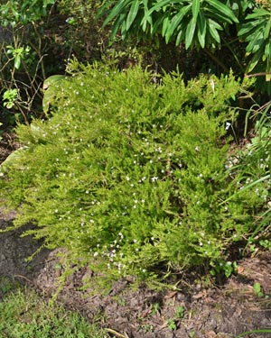 Diosma
