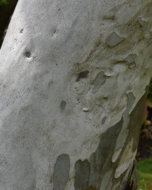 Eucalyptus 