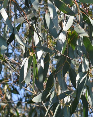 Eucalyptus