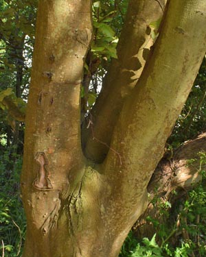 Common beech