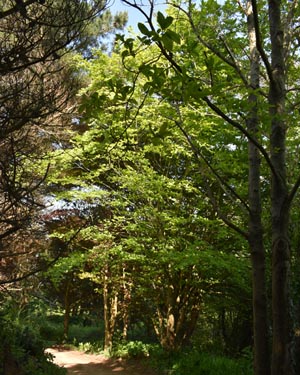 Common beech