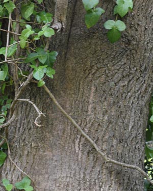 Fraxinus excelsior