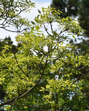 Common ash