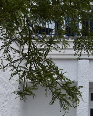 Honey locust
