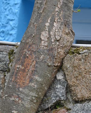 Gleditsia triacanthos