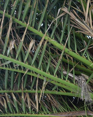 Phoenix canariensis