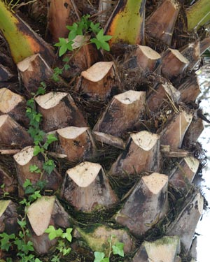 Canary date palm