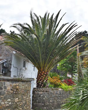 Canary date palm