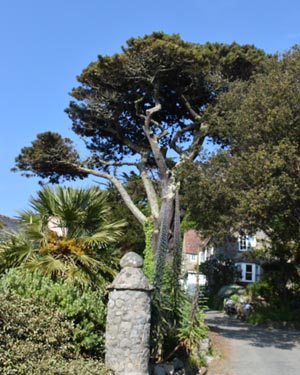 Stone pine