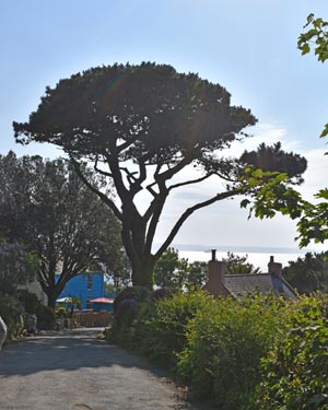 Pinus pinea