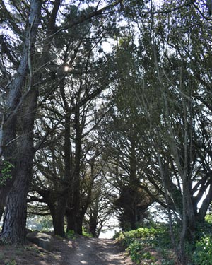 Pinus radiata