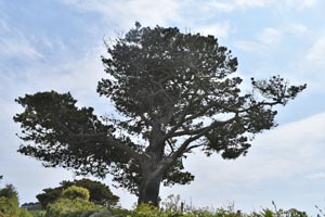 Pinus radiata