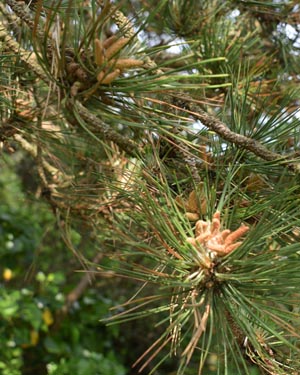 Pinus radiata