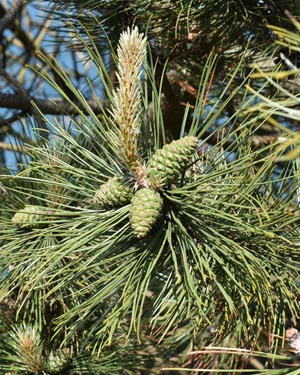 Pinus radiata
