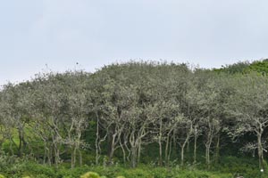 Populus alba