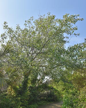Populus alba