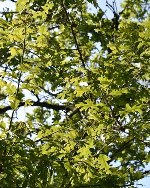 Turkey oak