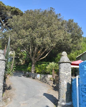 Quercus ilex